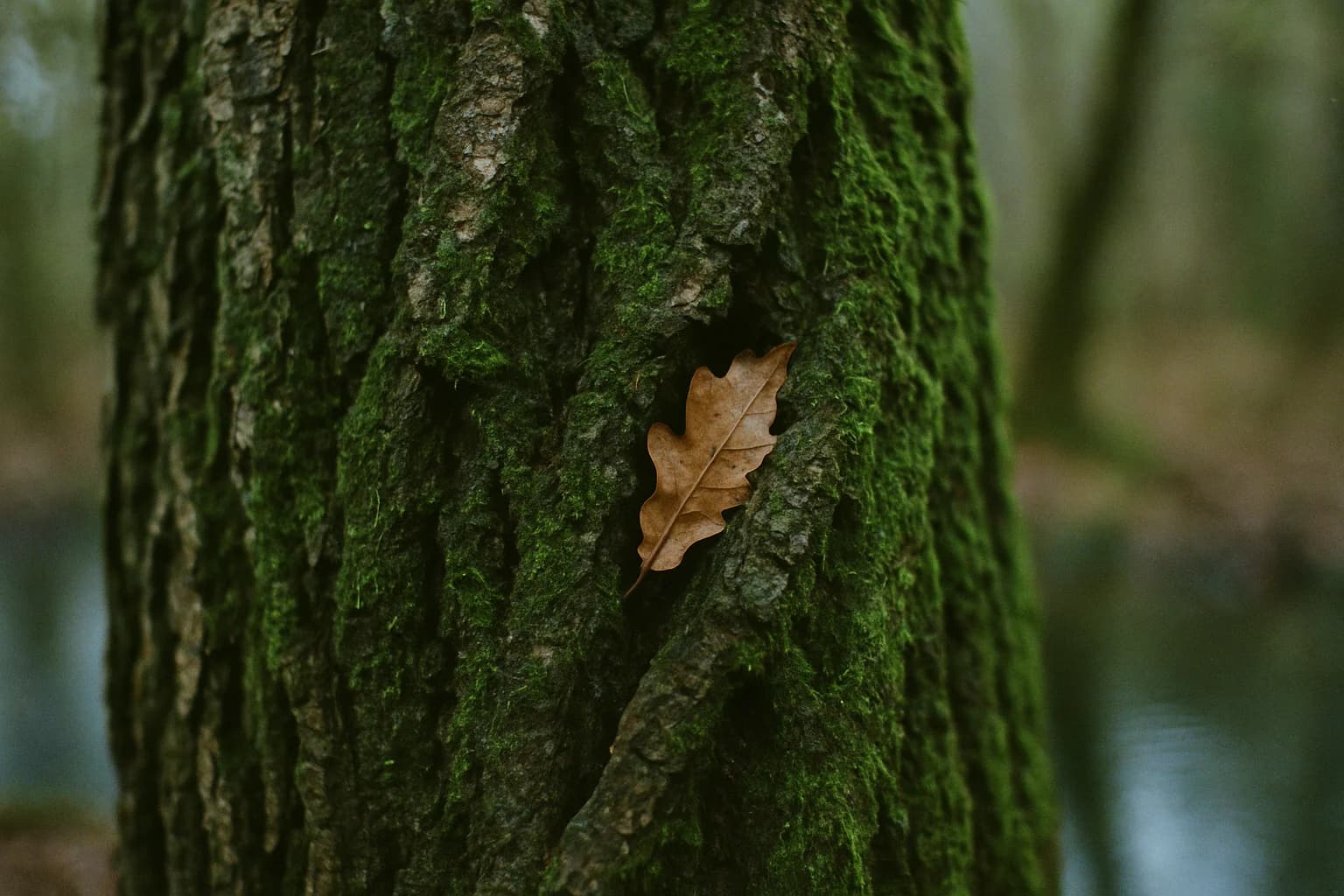 Écorce de chêne couverte de mousse humide, détail d’un arbre en forêt, image de la sylvothérapie et du bain de forêt